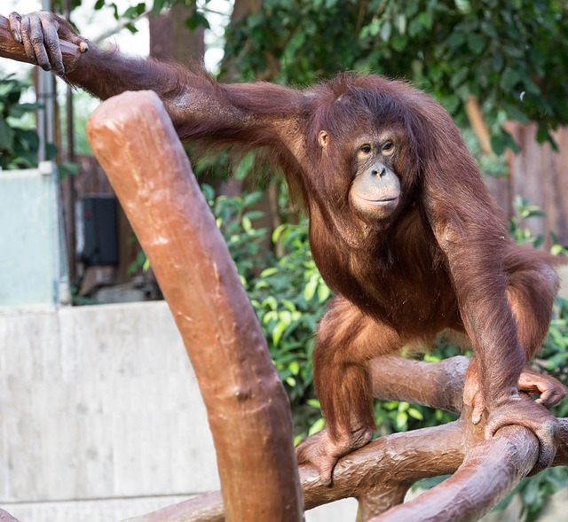 Orangutan sumaterský